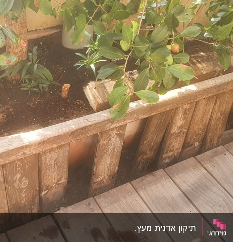 עציץ עץ עם צמחים ירוקים על דק עץ